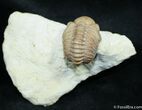 Amazingly Prepped Oklahoma Kainops Trilobite #1492-2